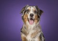 Portrait of a pretty australian shepherd dog on a dark purple ba