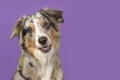 Portrait of a pretty australian shepherd dog on a purple background