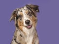 Portrait of a pretty australian shepherd dog on a purple background in a horizontal image