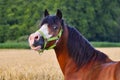 Portrait of a pretty bay pony Royalty Free Stock Photo