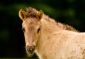 Portrait of a pretty, beautiful, small dunhorse foal, some days old with a fleecy light pelt, an Icelandic horse foal