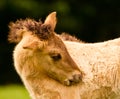 Portrait of a pretty, beautiful, small dunhorse foal, some days old with a fleecy light pelt, an Icelandic horse foal
