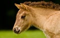 Portrait of a pretty, beautiful, small dunhorse foal, some days old with a fleecy light pelt, an Icelandic horse foal