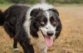 Portrait of a pretty, senior black and white border collie