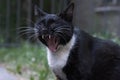 Portrait of a pretty black and white yawning cat close-up
