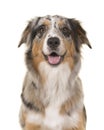 Portrait of a pretty blue merle australian shepherd dog looking