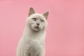 Portrait of a pretty british shorthaired cat looking a little up on a pink background Royalty Free Stock Photo