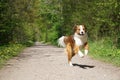 a Portrait of a pretty brown white mixed breed dog running on a narrow sandy path in the park