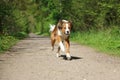 a Portrait of a pretty brown white mixed breed dog running on a narrow sandy path in the park