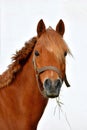 Portrait of a pretty chestnut pony