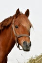 Portrait of a pretty chestnut pony