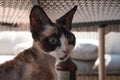 Portrait of pretty Devon Rex cat on sunny background