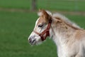 Portrait of a pretty foal