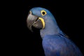 Portrait of a pretty hyacinth macaw on a black background