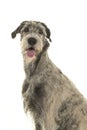 Portrait of a pretty irish wolfhound sitting on a white background Royalty Free Stock Photo