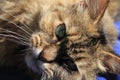 Closeup portrait of pretty longhair girl cat licking paw