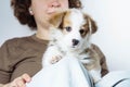 Portrait of pretty little brown white puppy of dog welsh pembroke corgi sitting on legs of unrecognizable woman. Pet.