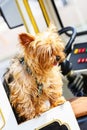 Pretty little yorkie sitting on the seat of a truck