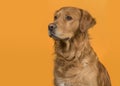 Portrait of a pretty male golden retriever dog looking at the ca