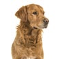 Portrait of a pretty male golden retriever dog looking to the ri Royalty Free Stock Photo