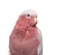 Portrait of a pretty pink galah cockatoo isolated on a white background