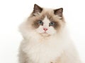 Portrait of pretty rag doll cat Royalty Free Stock Photo