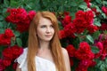 Portrait of a pretty redhead girl dressed in a white light dress on a background of blooming roses. Outdoor Royalty Free Stock Photo