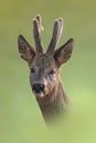 one portrait of a pretty roebuck in summer Royalty Free Stock Photo