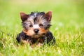 Portrait of pretty sweet small little dog Yorkshire terrier sitting outdoor dress on the green grass background Royalty Free Stock Photo