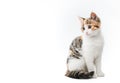 Portrait of pretty sweet tricolor little pet cat kitty sitting on white background in studio with copy space