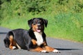 a portrait of a pretty tricolor apenzeller dog lying on a street