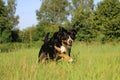 a Portrait of a pretty tricolor Greater Swiss Mountain Dog running on a green meadow