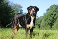 a Portrait of a pretty tricolor Greater Swiss Mountain Dog standing on a green meadow