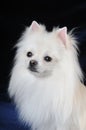 Portrait of pretty white lap dog Royalty Free Stock Photo