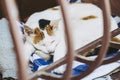 Pretty white and tricolor tabby cat sleeping on an armchair