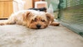 Portrait of a pretty Yorkshire terrier, light golden, lying on a balcony terrace Royalty Free Stock Photo