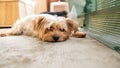 Portrait of a pretty Yorkshire terrier, light golden, lying on a balcony terrace