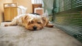 Portrait of a pretty Yorkshire terrier, light golden, lying on a balcony terrace