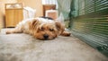 Portrait of a pretty Yorkshire terrier, light golden, lying on a balcony terrace