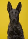 Portrait of a pretty young dutch shepherd looking at the camera