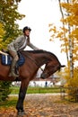 Portrait of a pretty young woman with a brown horse riding autumn day