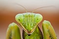 Portrait of a Preying Mantis Royalty Free Stock Photo