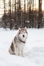 Portrait of prideful Beige and White Dog breed Siberian husky is on the snow at sunset in the winter forest Royalty Free Stock Photo