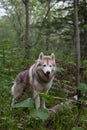 Portrait of prideful dog breed siberian husky standing the green forest and looks like a wolf Royalty Free Stock Photo
