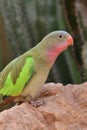 Princess parrot polytelis alexandrae
