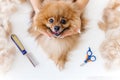 A portrait of a professional dog hairdresser grooming a dog Royalty Free Stock Photo