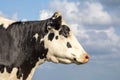 Portrait profil of a calm mature adult cow head and a blue background