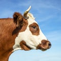 Portrait profil of a cow head with horns, eye patch, breed of cattle called: blaarkop, fleckvieh, blister head