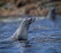 Portrait and profile of Atlantic Fur Seal