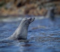 Portrait and profile of Atlantic Fur Seal Royalty Free Stock Photo